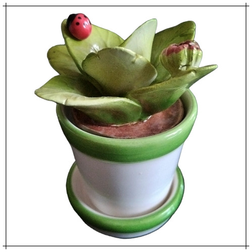 Cactus piante grasse - cactus,