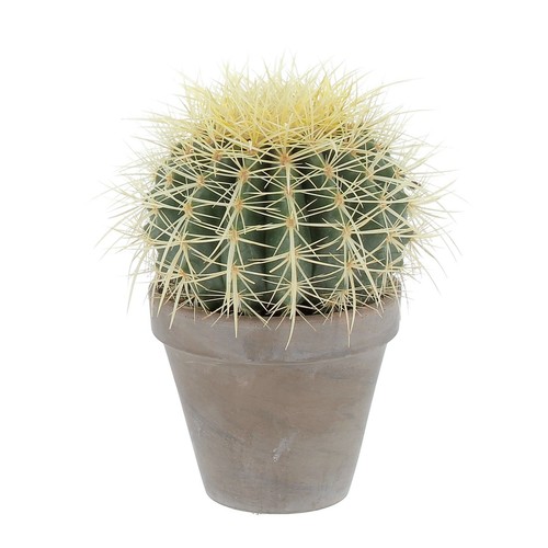 Echinocactus grusonii piante - echinocactus,