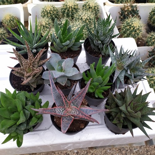 Haworthia mix piante grasse - haworthia,