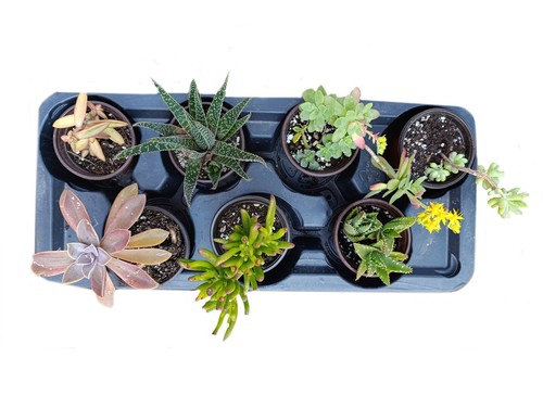 Set piante - set, 7
